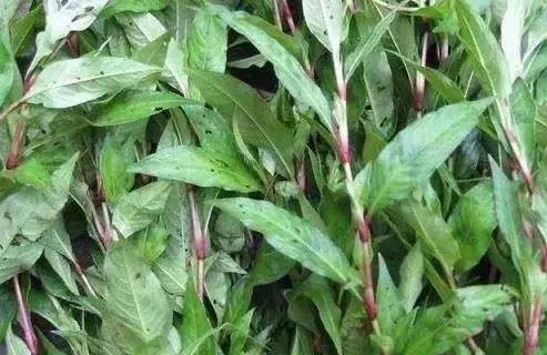 中草药防治鱼病效果好的有哪些,专治鱼病的中药配方