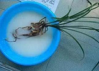 兰花上盆后怎样判断它服盆成活了,秋季兰花上盆方法