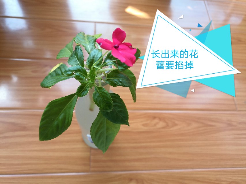 玻璃翠花怎么繁殖,玻璃翠怎么种植视频教程