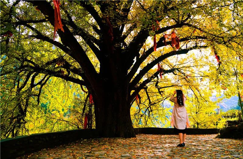 十堰银杏风景区在哪里,十堰银杏景点