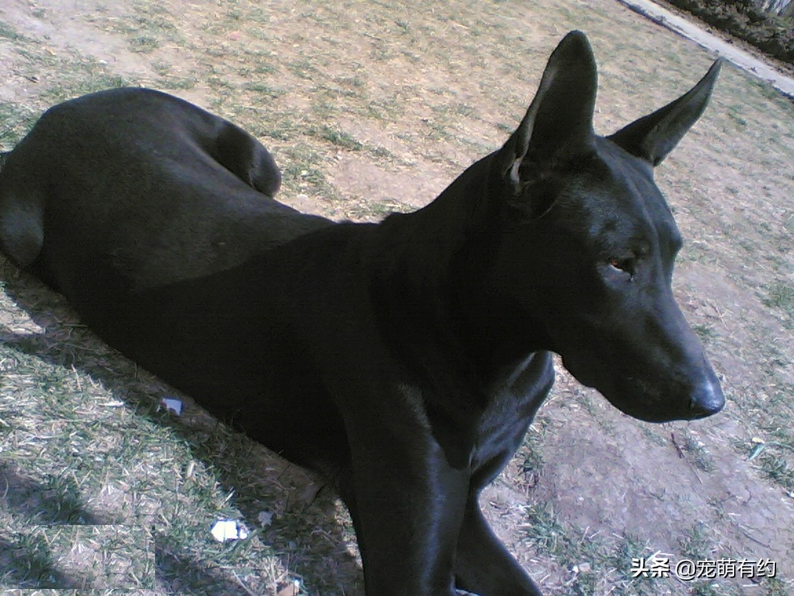 中国黑狼犬警犬,黑狼犬威猛视频