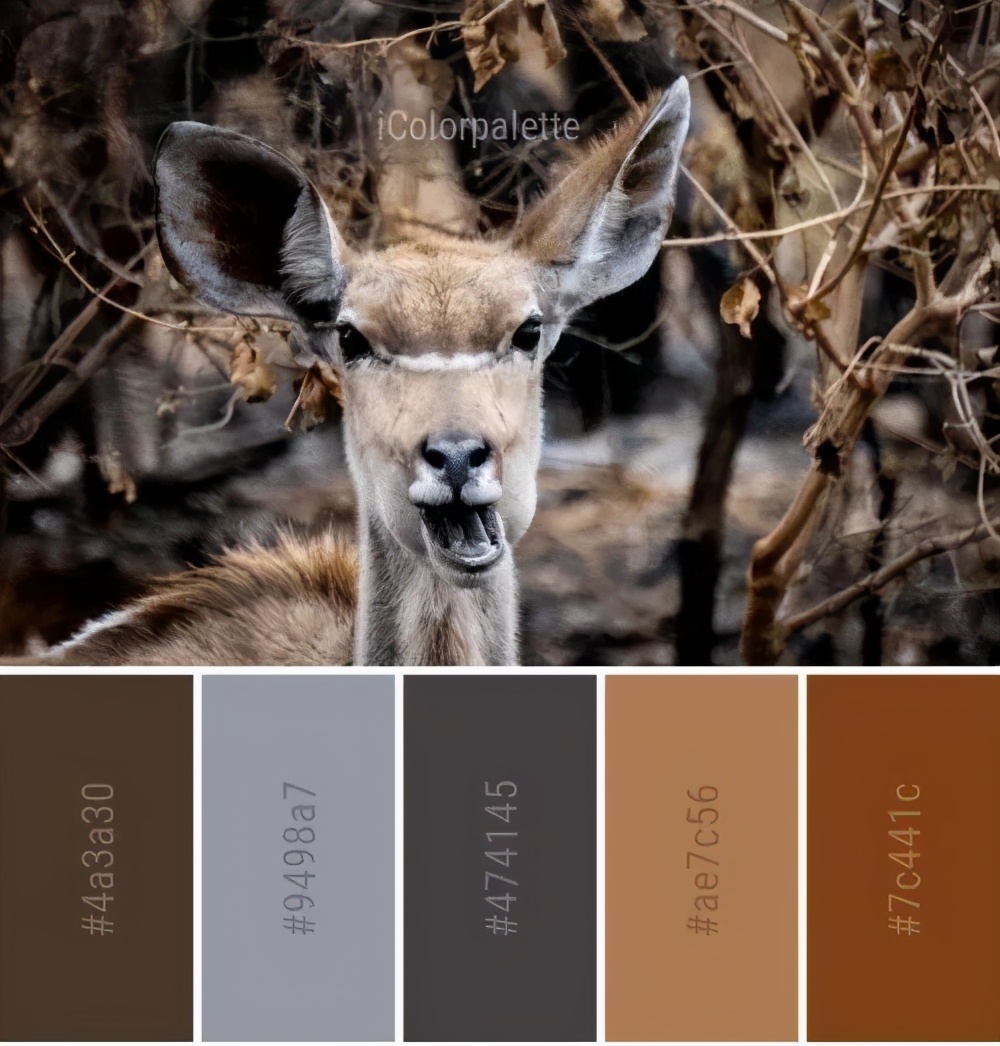 动物配色大全视频,配色的设计灵感