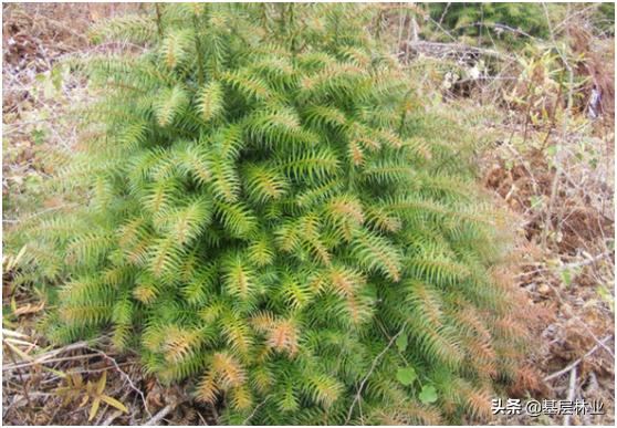 杉木萌芽怎么处理,杉木苗怎么发芽