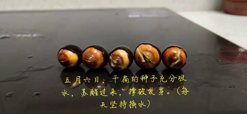 用种子栽培碗莲成长日记,碗莲与鱼在缸中栽培方法