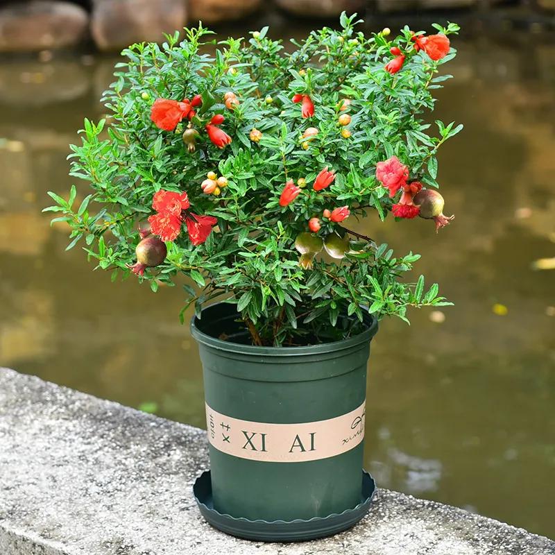 富贵吉祥的植物有哪些,最适合庭院种植的10种吉祥植物