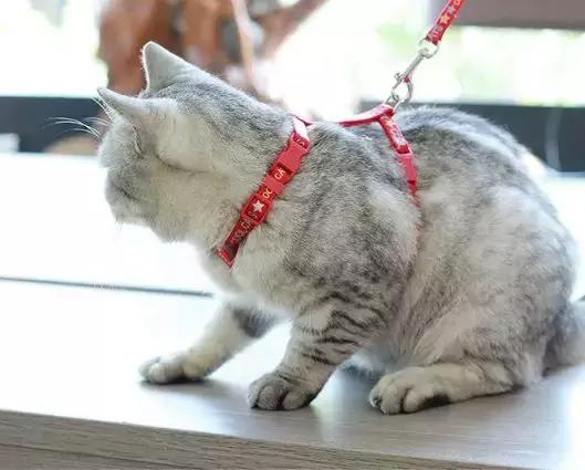 溜猫的正确姿势技能包，铲屎官们还不快来领取吗？