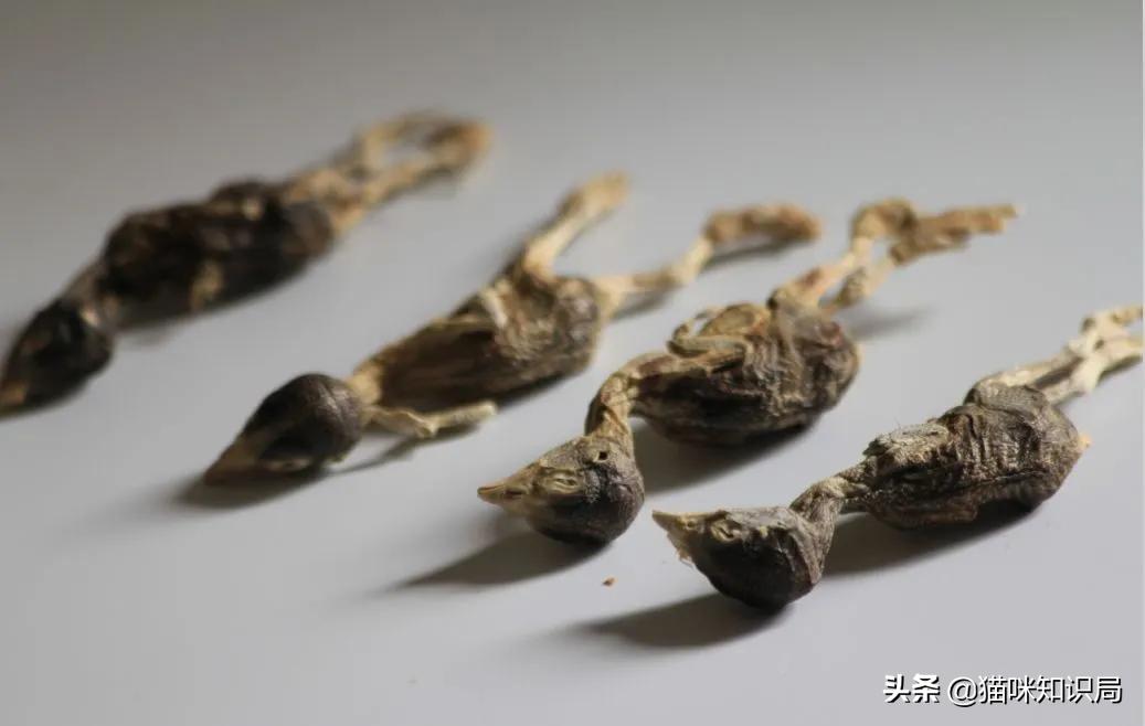 猫冻干有哪些种类,冻干会导致猫软便吗