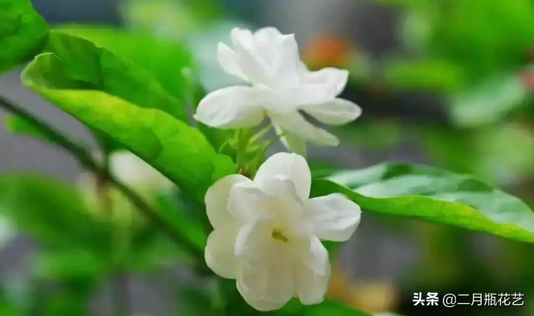 发财树死了吊兰长得挺好,绿萝发财树救活方法