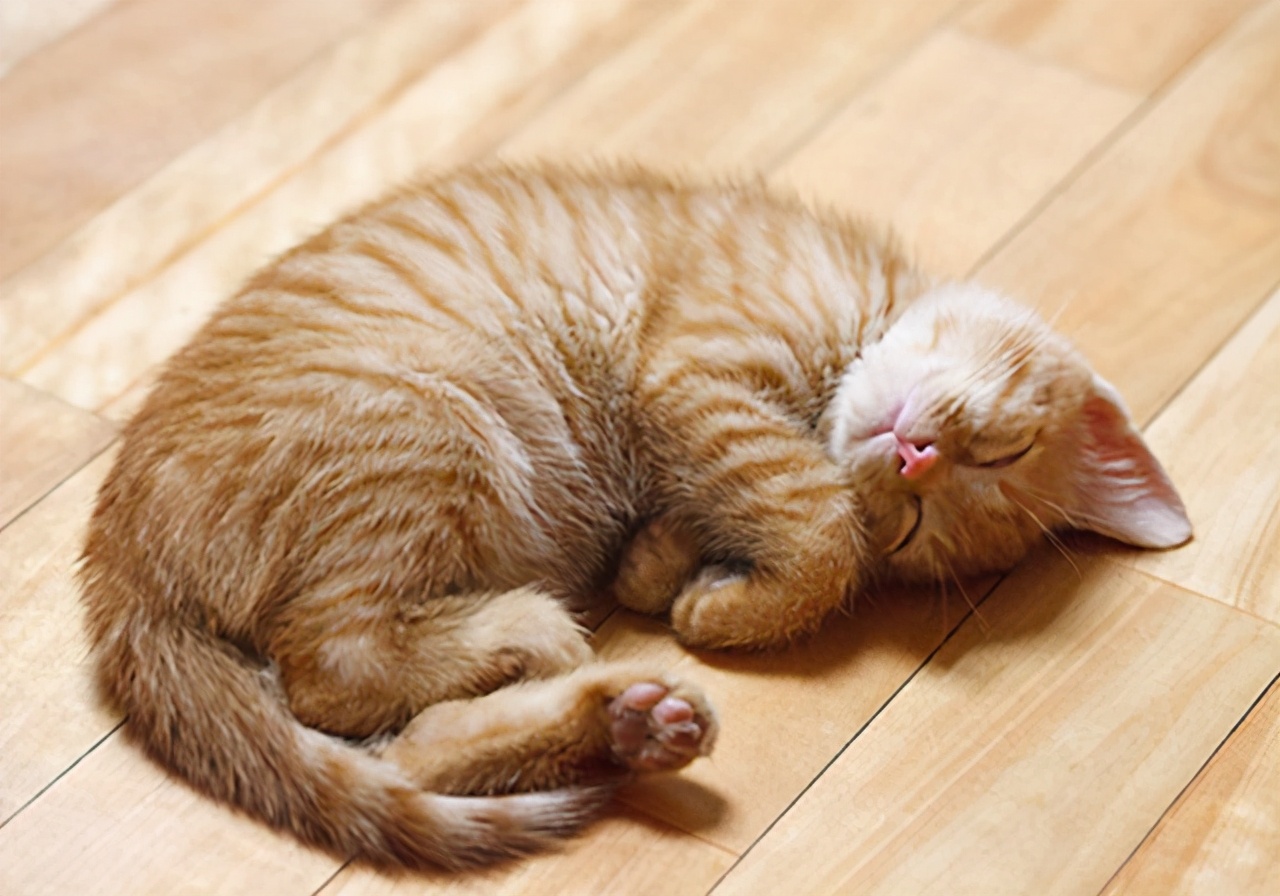 猫咪呕吐会自愈吗,猫咪一直呕吐黄水能自愈吗