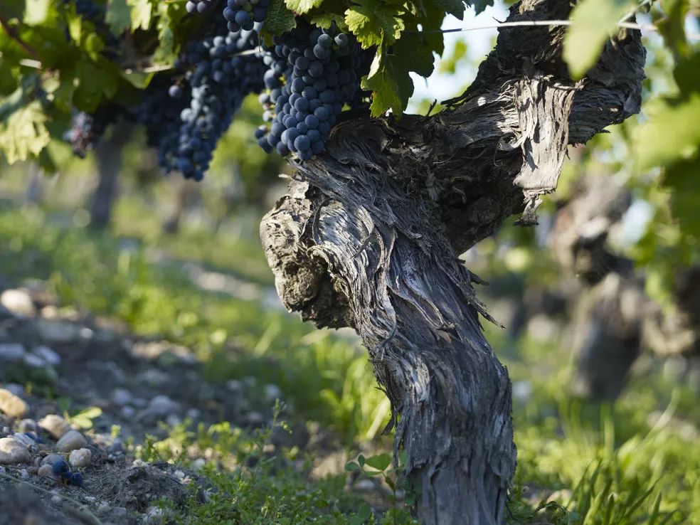 乡野乐趣,香颂大地||左岸芳园让你一键Get法国休闲假日时光