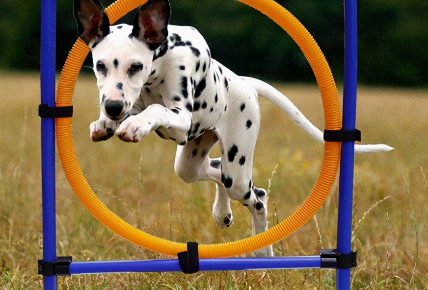 学会这七个秘诀训狗超简单,教狗狗本领怎么教