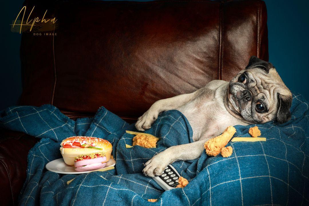 Pick到一家宝藏「宠物写真馆」!福利已谈好,铲屎官快冲鸭