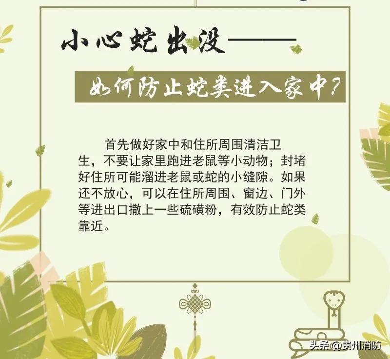 贵州头上有角的蛇,贵州头部是三角形的蛇