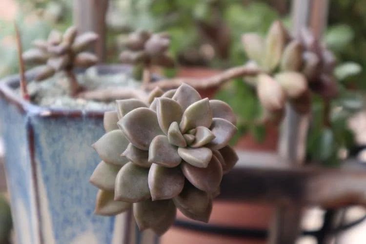 多肉名字怎么记,多肉的品种图片及名字寓意