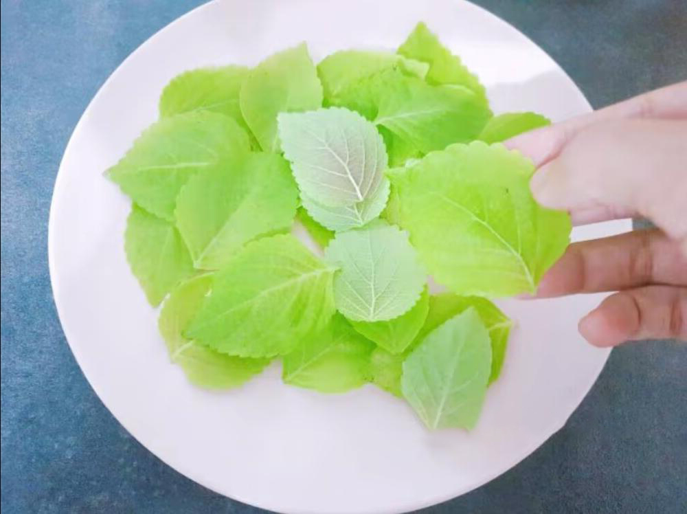 紫苏叶怎么买 (哪些地方可以买紫苏叶)