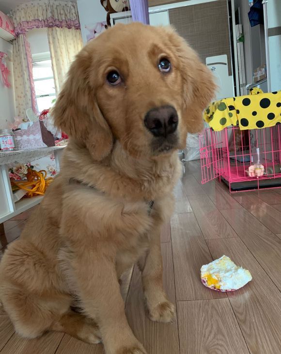 金毛千万不能玩什么玩具,金毛玩具有哪几种