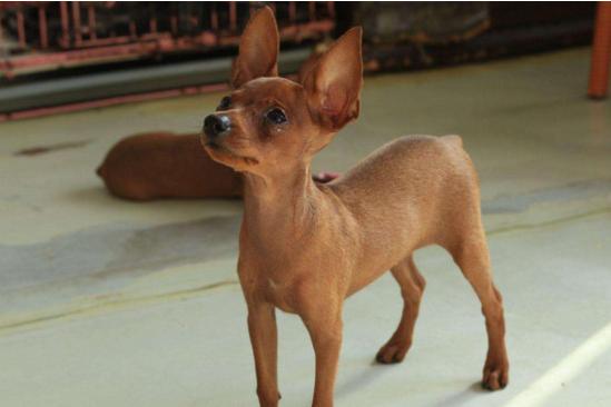 最臭的6种狗狗全养过的算你厉害,盘点7种自带香味的狗狗