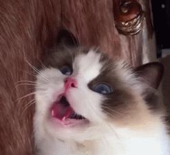 天气热怎么给猫散热,猫怕热怎么办最有效的方法