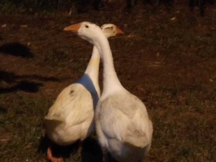 花笺记——我和花朵等来的不是你，却是七月最后一场雨
