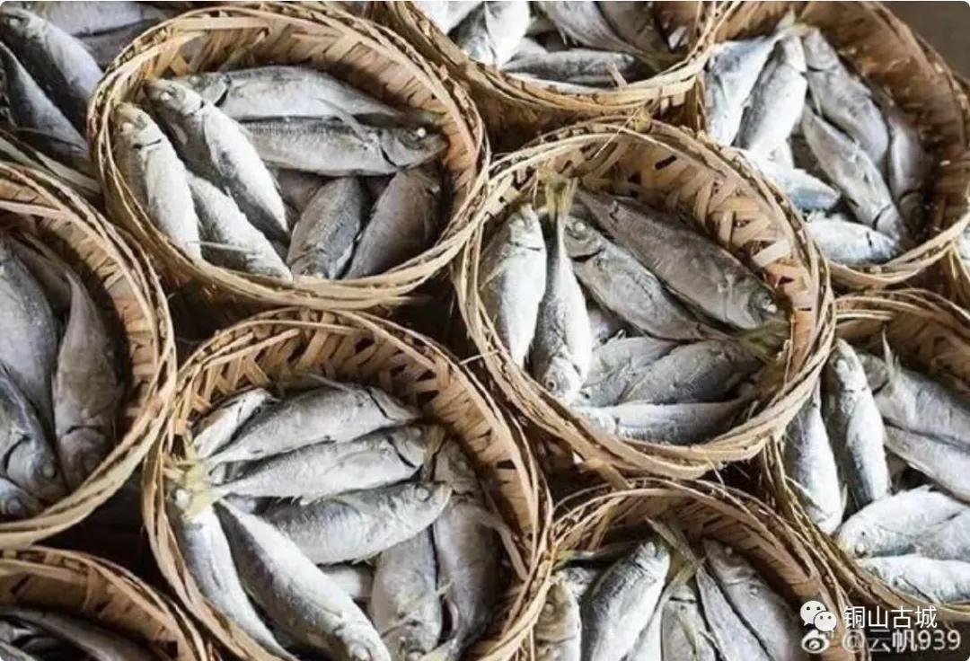 东山县巴浪鱼,东山巴浪鱼为什么比野生的贵