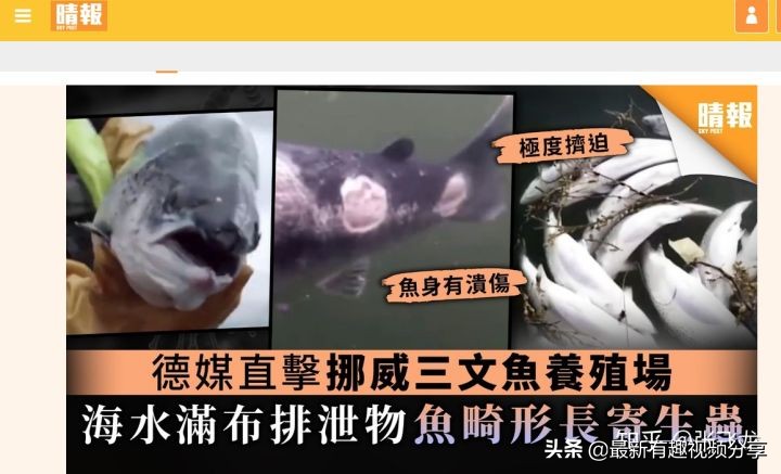 挪威三文鱼养殖环境恶劣纪录片,挪威三文鱼养殖环境恶劣新闻