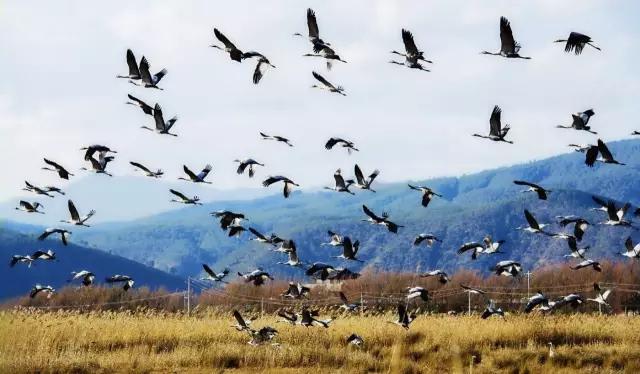 丽江拉市海骑马骗局,丽江拉市海骑马多少钱