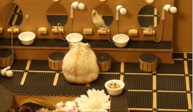 身价300万的仓鼠外网走红！住3层电梯豪宅，丰富娱乐，人不如鼠啊