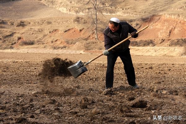 靠鸡粪年入百万,收集粪便一年能赚200万