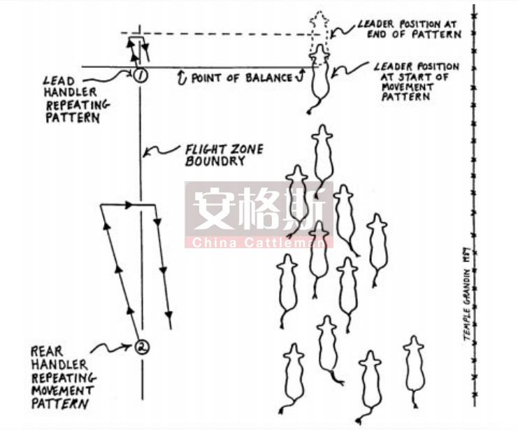 牛的行为与精细饲养管理技术指南,牛的行为学