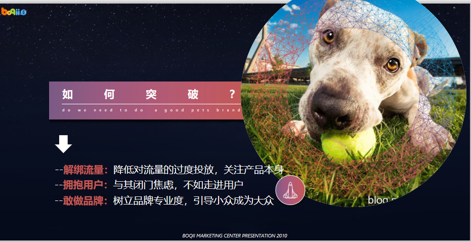 波奇宠物公司,波奇宠物怎么样