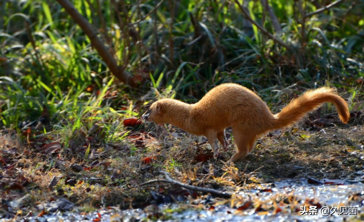黄鼠狼为什么要放生,捉到黄鼠狼需要放生吗