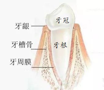 牙齿松动多久恢复好,折断的牙齿怎么治疗