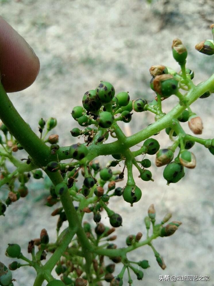 病害：这些图例都是黑痘病，危害很大，注意平时防范