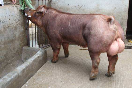 现在养猪场的猪品种都有哪些,新手养猪什么品种的猪比较好养