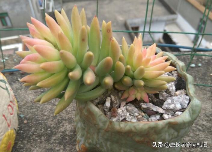 多肉千佛手用什么花盆好看,多肉千佛手好养吗