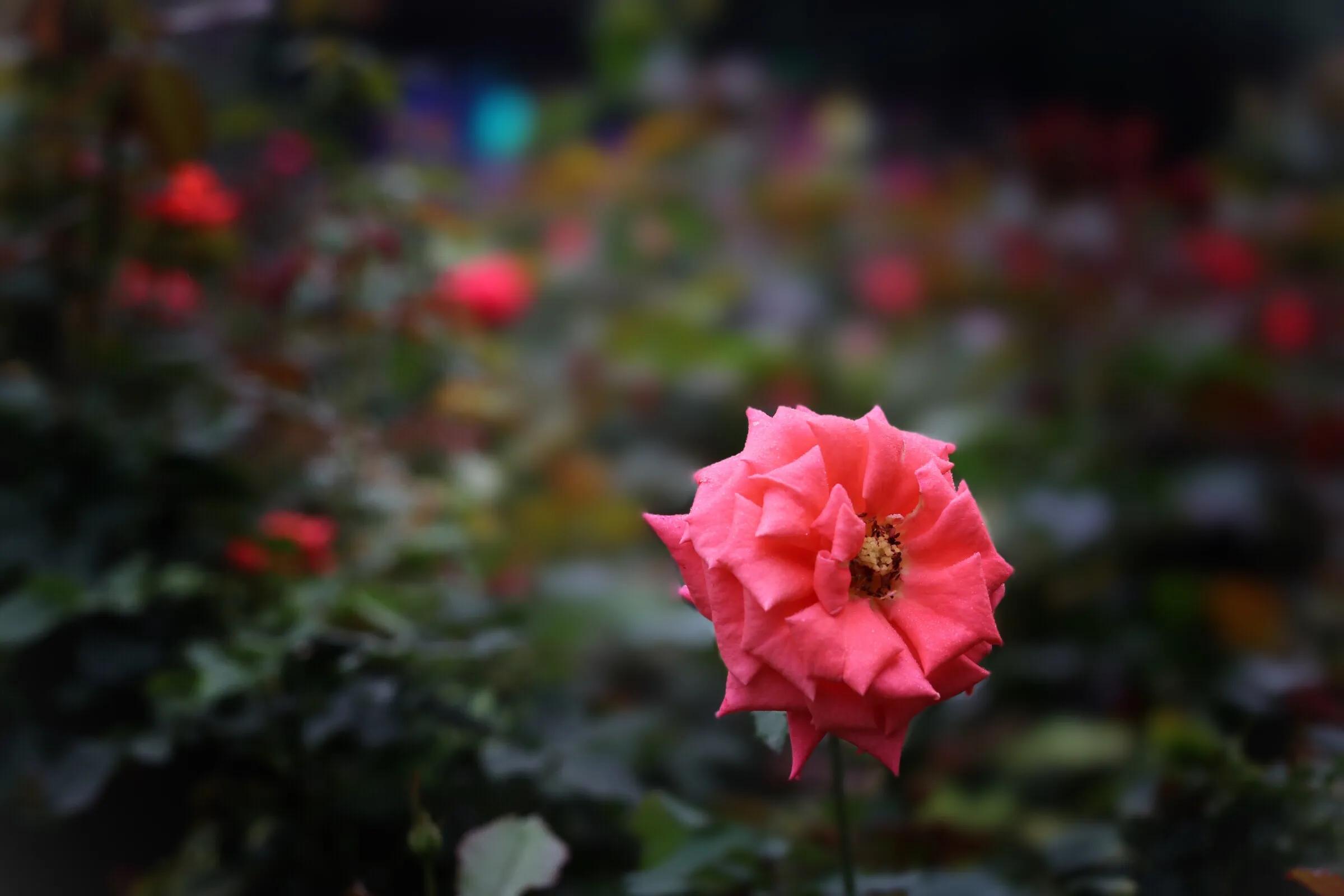 各种不同颜色玫瑰花的花语是什么,各种颜色玫瑰花的花语