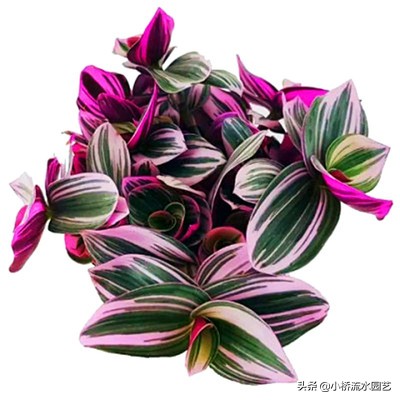 好养的吊兰品种及图片,什么品种的吊兰最好养不需要阳光