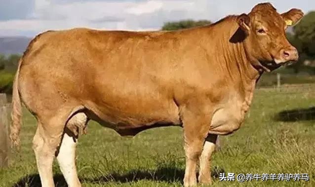 适合生产雪花牛肉的中国牛品种,夏洛莱和黑白花牛杂交是啥品种