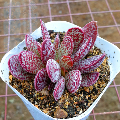 水泡系列多肉,水泡多肉系列品种