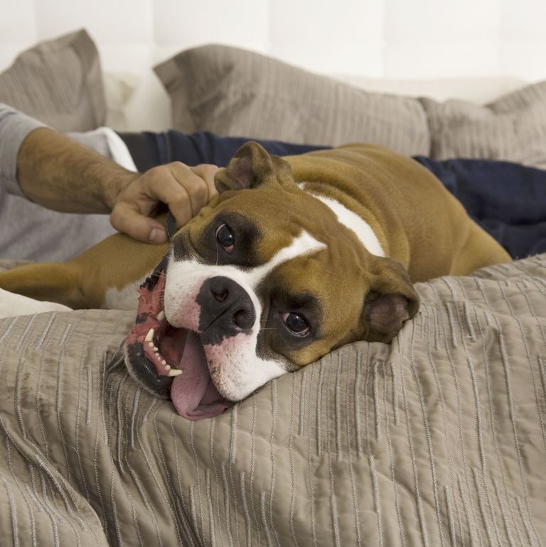 最忠诚的犬种排名拉布拉多,最忠诚的4种狗中华犬种2种上榜