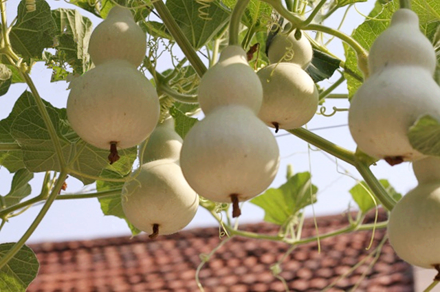 葫芦种阳台上怎么授粉,阳台上种小葫芦怎样架起来