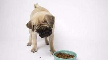 养巴哥犬必须知道的五大注意事项,养巴哥的三大禁忌