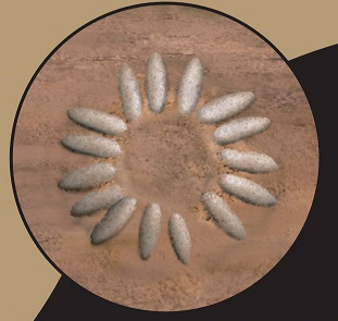 恐龙蛋化石里面有恐龙基因吗,关于恐龙蛋和恐龙化石的科普