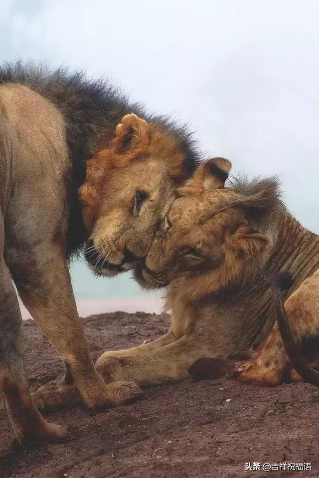 今天是6.4，夫妻日，百年一遇的吉祥日子，送给天下所有的夫妻