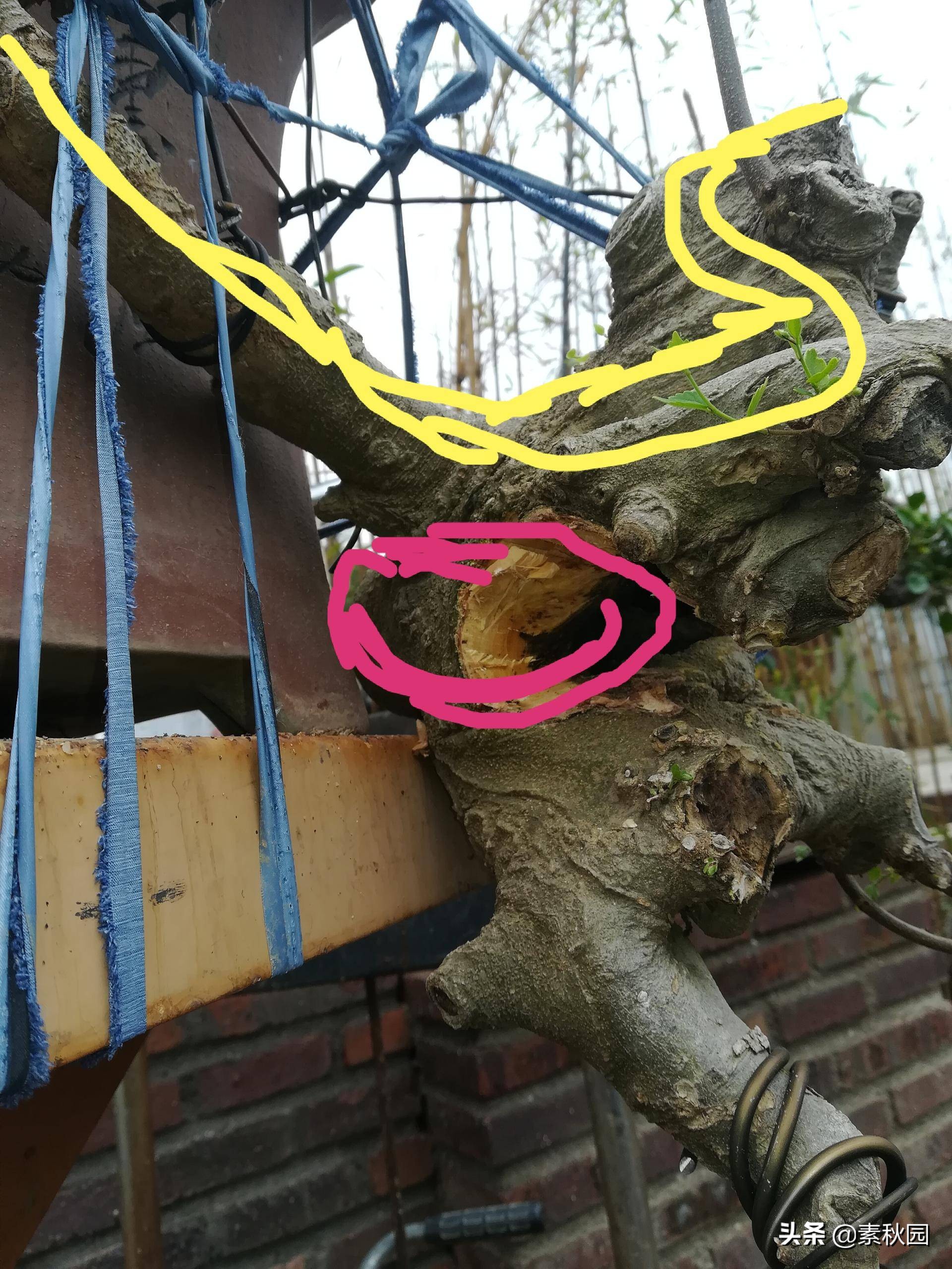 朴树盆景老桩夏季采挖与养坯,各种精品朴树盆景熟桩