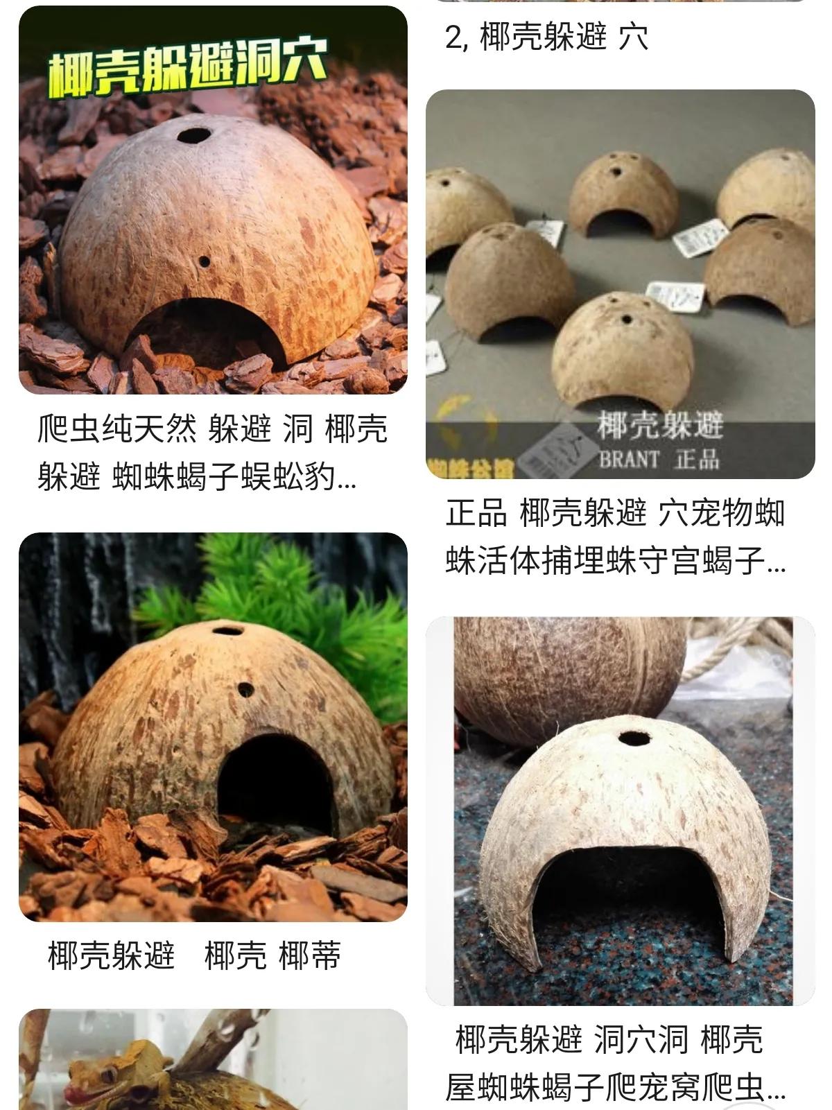 陆生寄居蟹饲养要注意什么,陆生寄居蟹怎么养