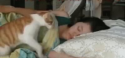 如何制止猫咪六七点叫,如何拒绝猫咪叫醒