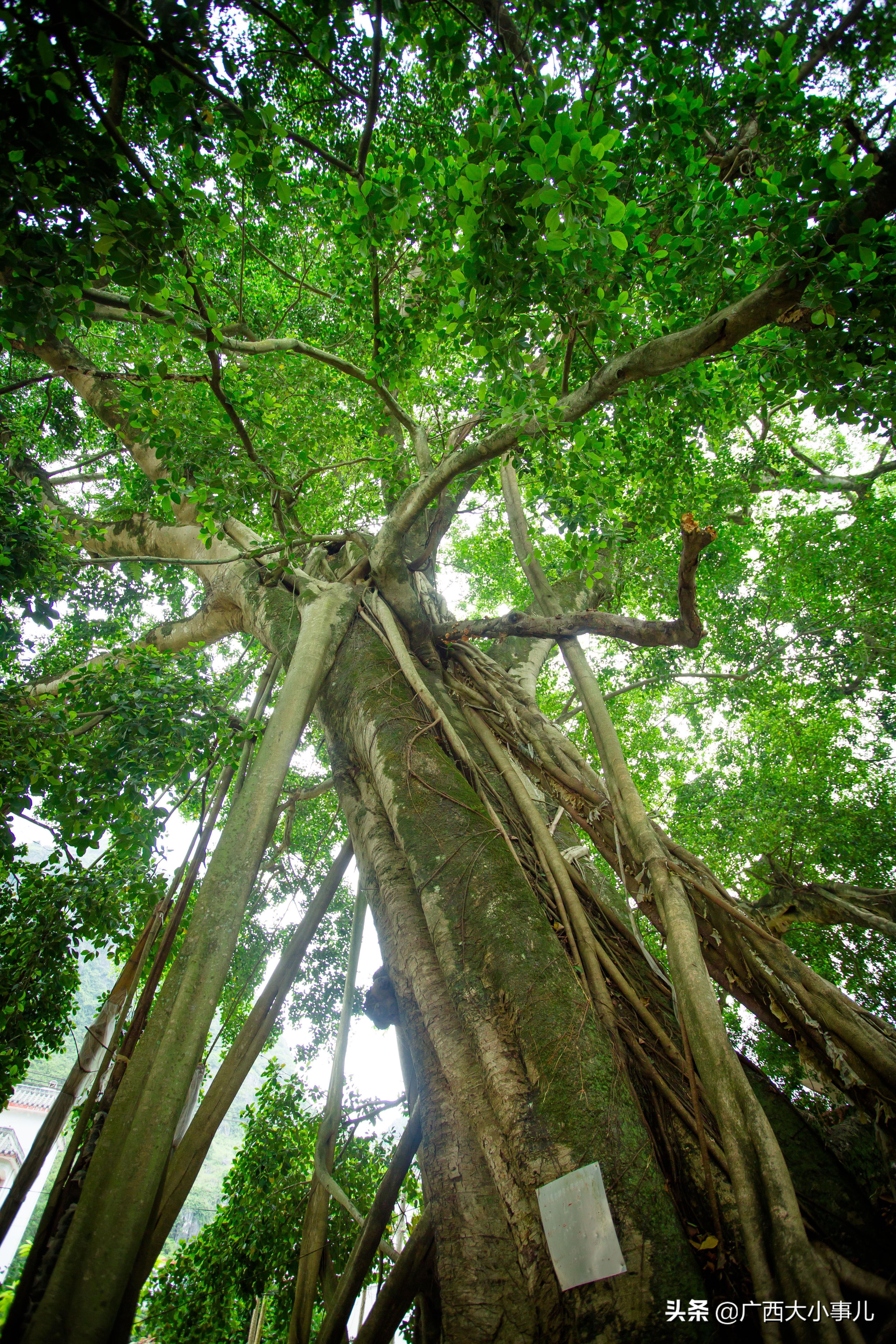 遇见别样的风景,上林风景一日游