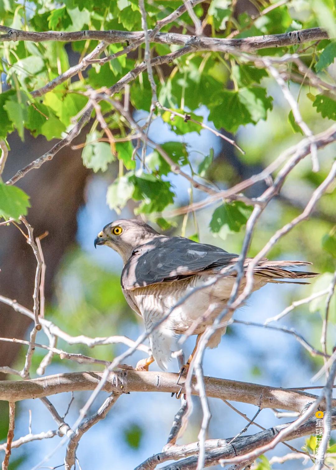 林草领域知识图谱,林草科普专业术语