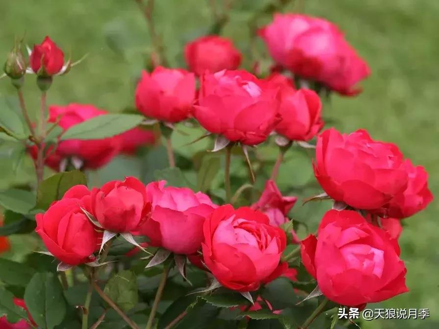 哪些月季品种抗病强,抗病性好月季有哪些